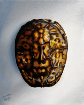 Contemplation: Box Turtle Shell by Susanna Pantas